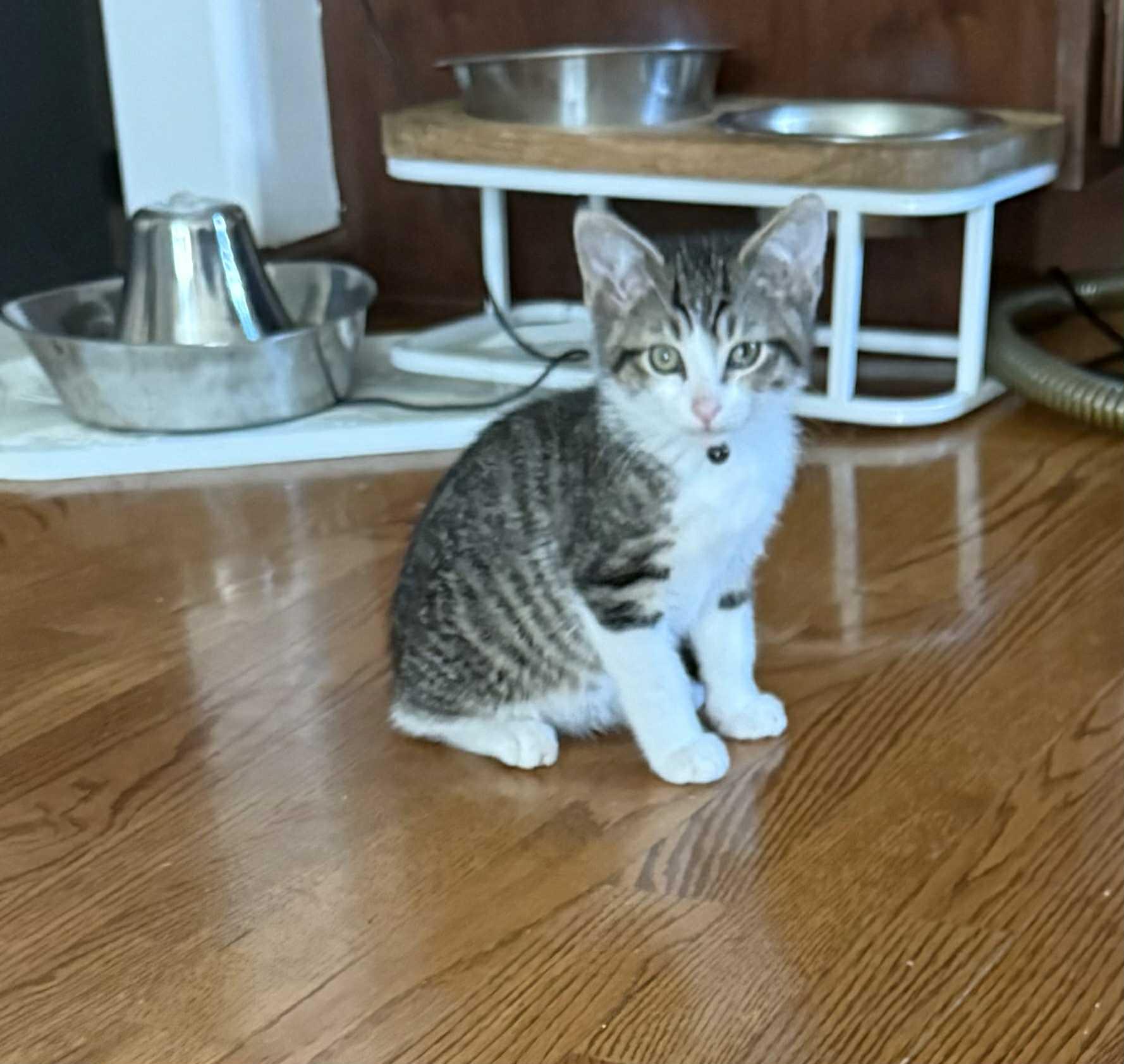 Moxie, Baby Male unknown