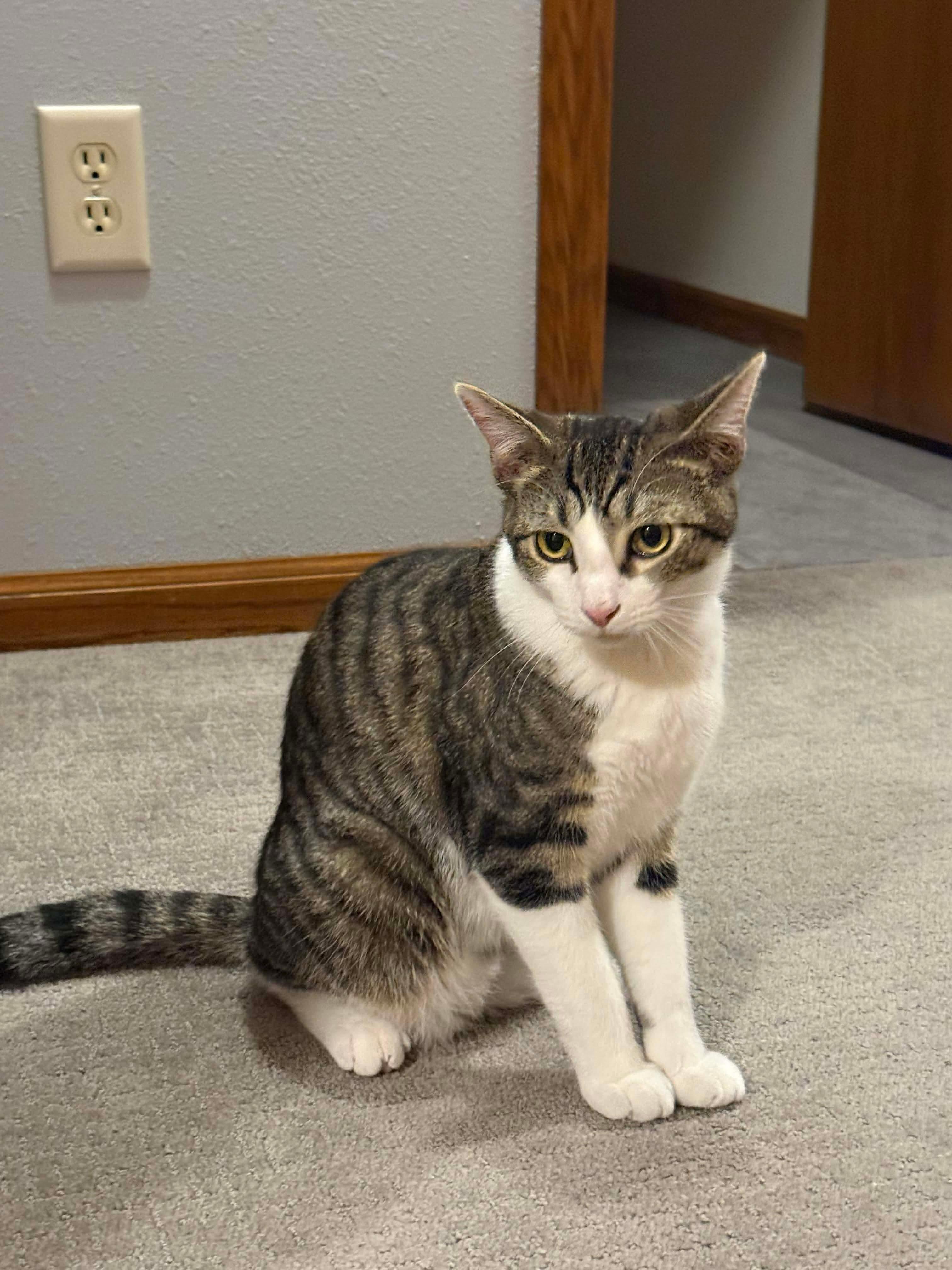 Moxie, Adoptable, Young Male Domestic Short Hair.