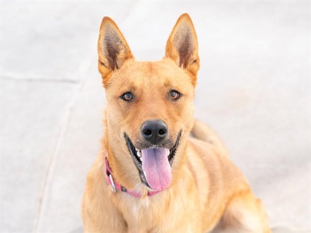 PUFFY, Adoptable, Young Male Australian Cattle Dog / Blue Heeler & German Shepherd Dog.