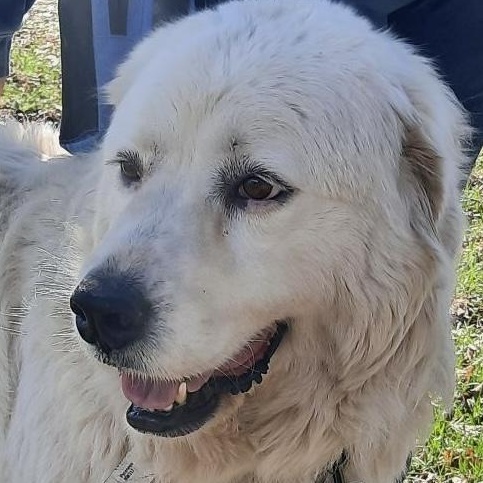 Snow - New to Rescue - Foster Needed