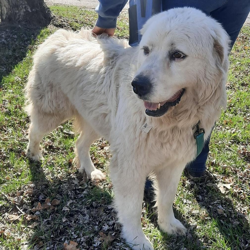 Snow - New to Rescue - Foster Needed — thumbnail 2