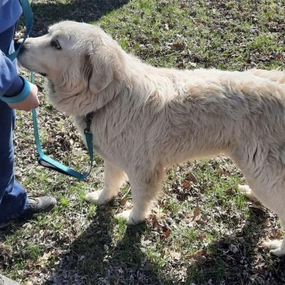 Enlarge Snow - New to Rescue - Sweet Girl, a ADOPTABLE Great Pyrenees in Indianapolis, IN image 3/6