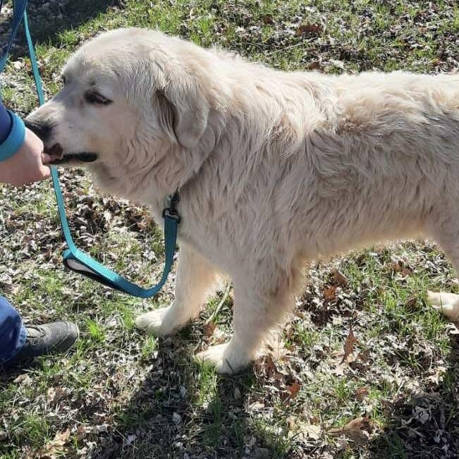 Enlarge Snow - New to Rescue - Sweet Girl, a ADOPTABLE Great Pyrenees in Indianapolis, IN image 4/6