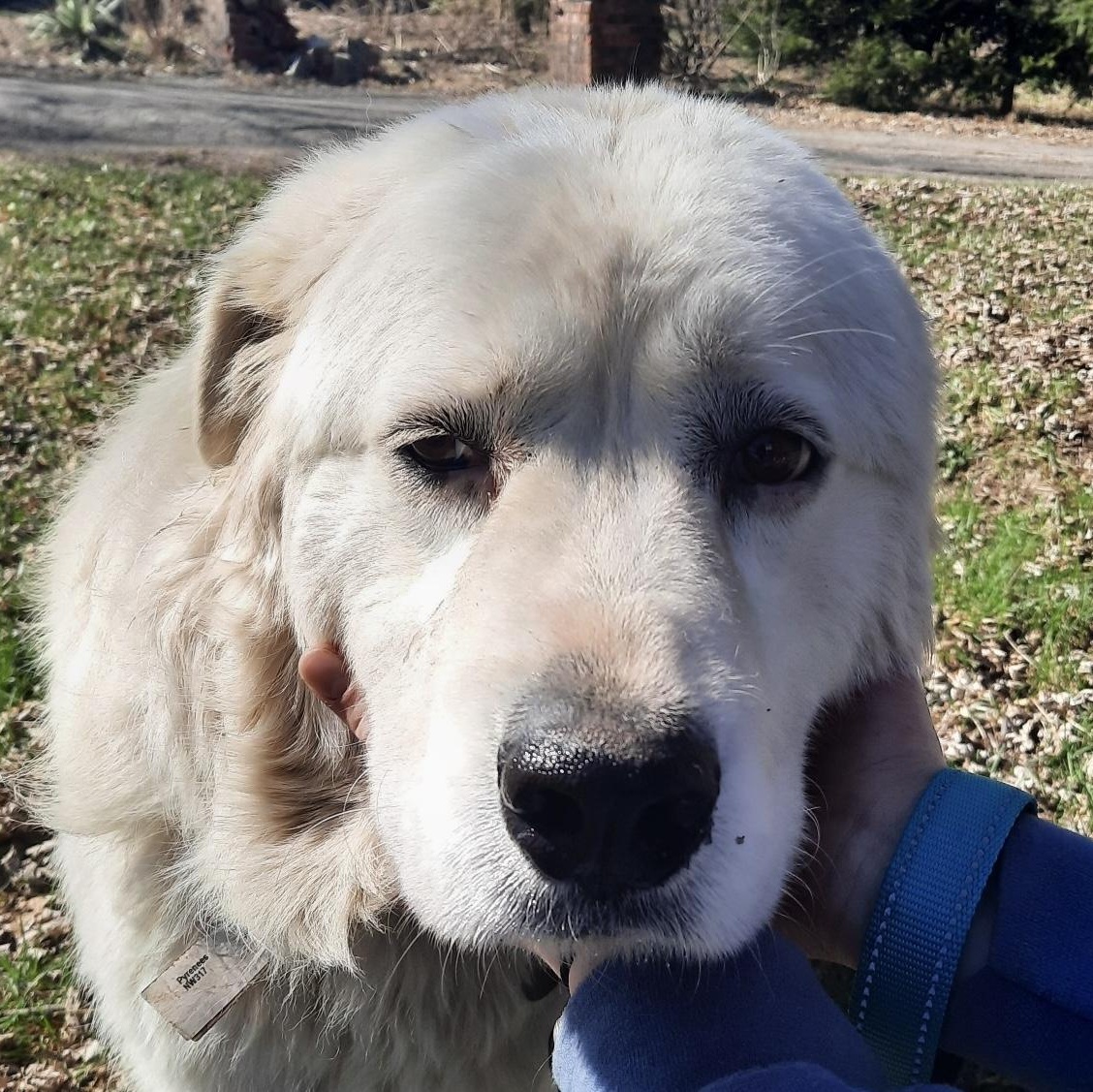 Enlarge Snow - New to Rescue - Sweet Girl, a ADOPTABLE Great Pyrenees in Indianapolis, IN image 2/6