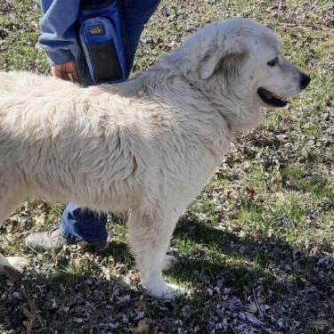 Snow - New to Rescue - Foster Needed — thumbnail 6