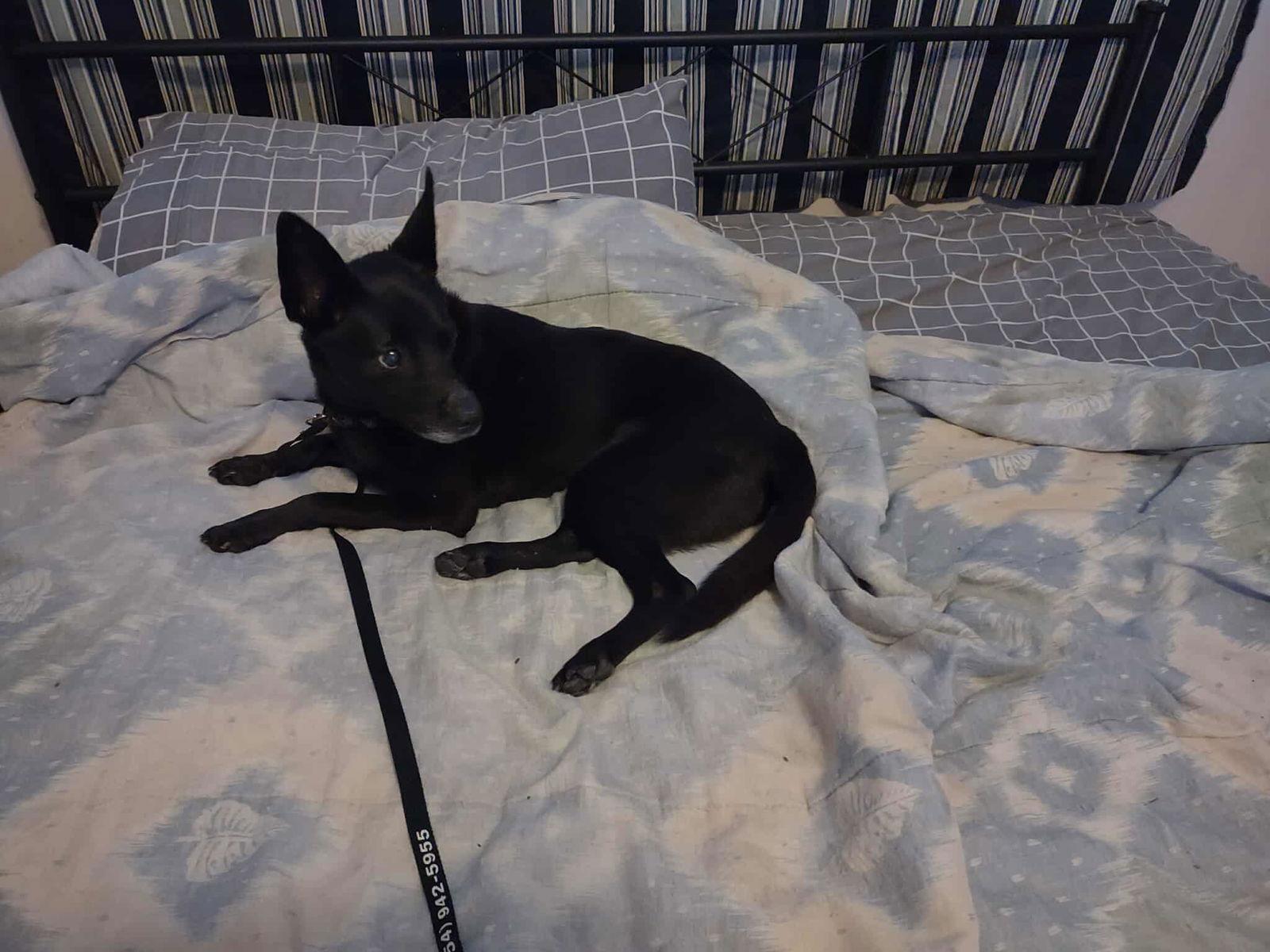 Enlarge King George II, a Adopted Terrier in Pompano Beach, FL image 1/1