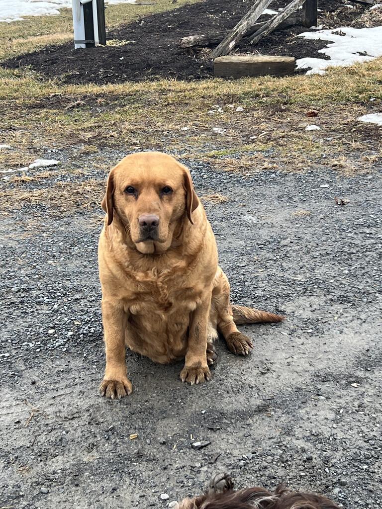 MISTY, a ADOPTABLE Labrador Retriever in Warrington, PA image 3/4