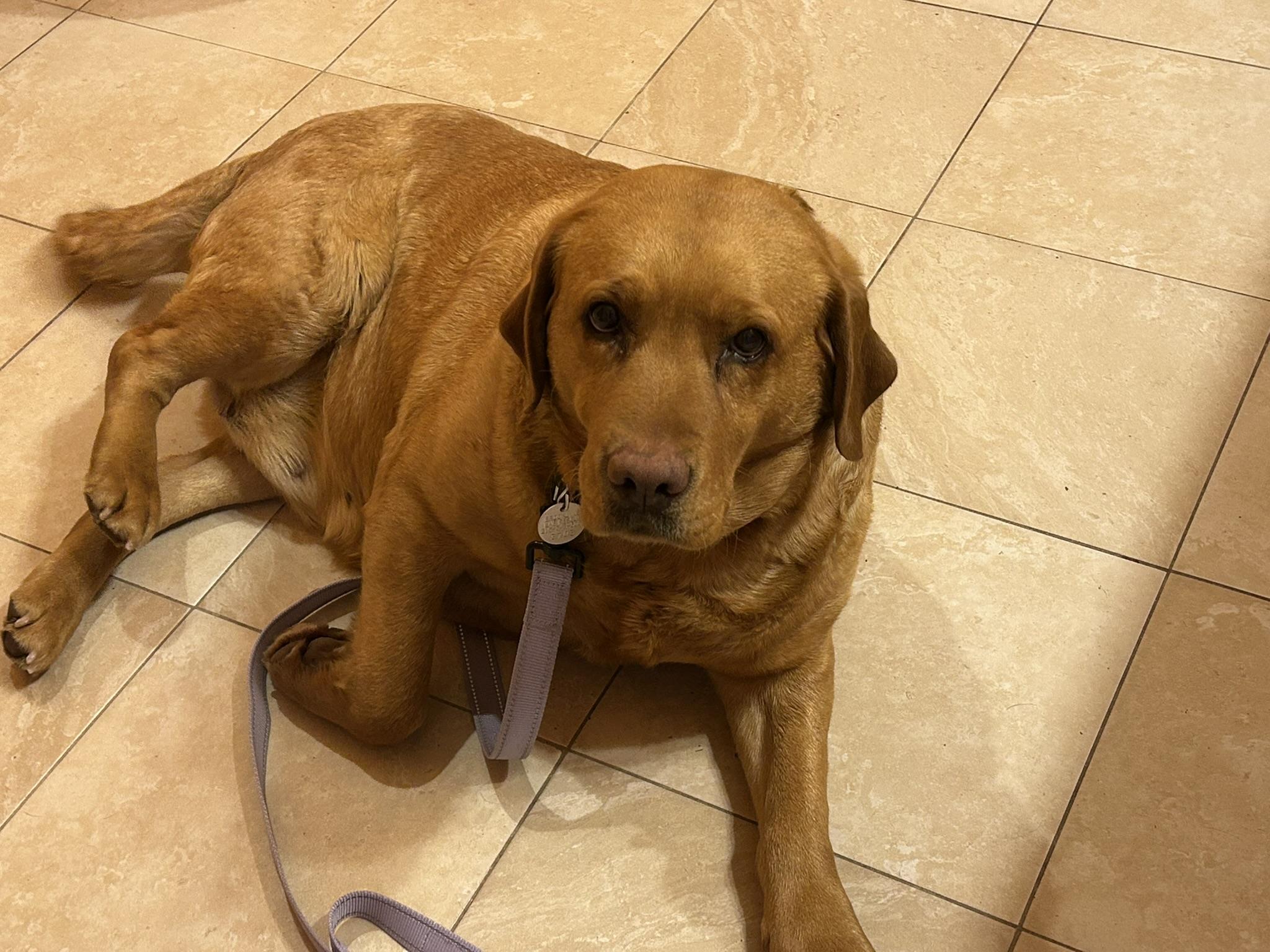 MISTY, a ADOPTABLE Labrador Retriever in Warrington, PA image 1/4