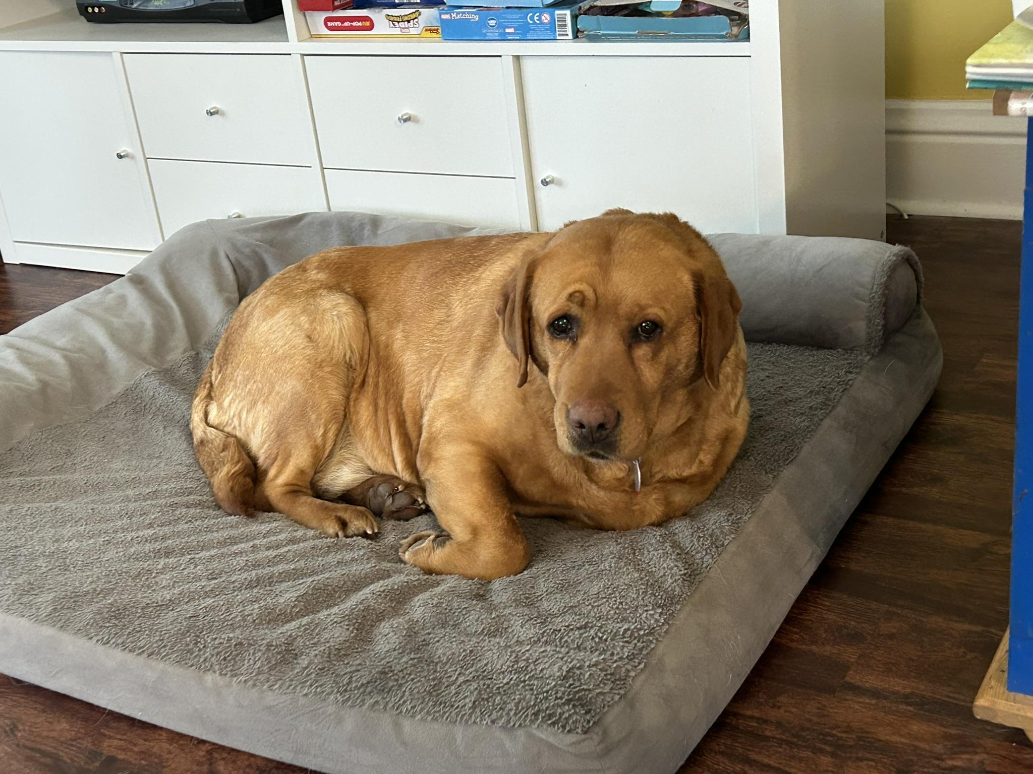 MISTY, a ADOPTABLE Labrador Retriever in Warrington, PA image 2/4