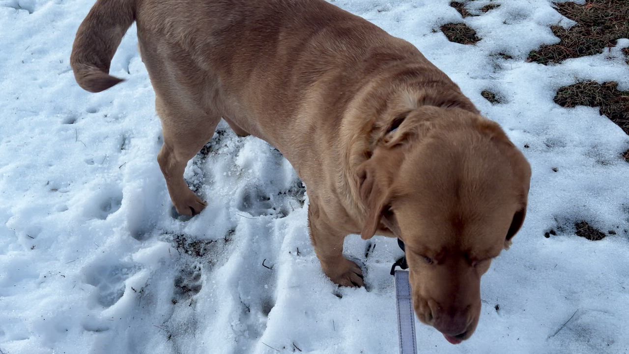 Enlarge MISTY, a ADOPTABLE Labrador Retriever in Warrington, PA video 4/4