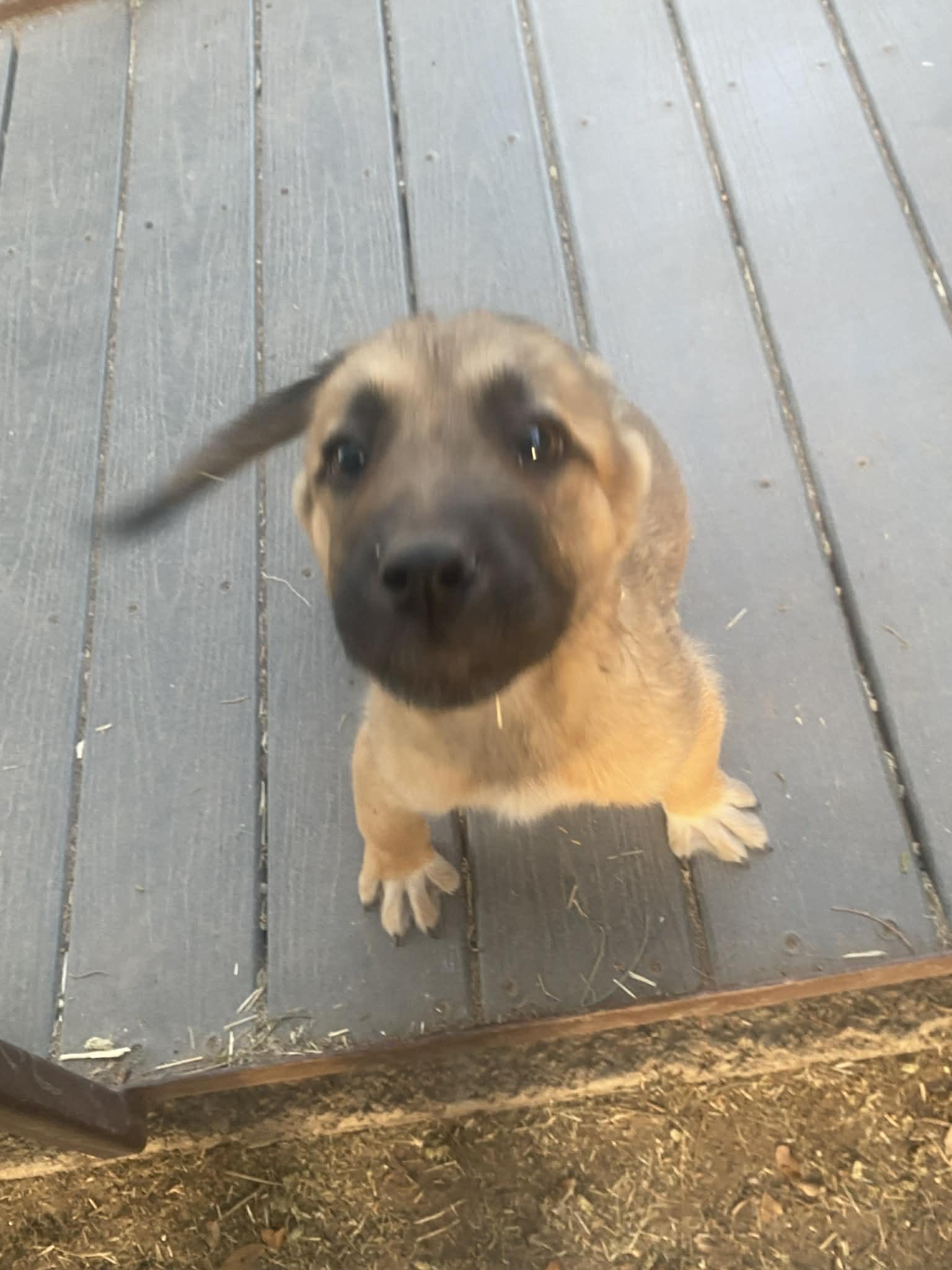 Enlarge Chase, a ADOPTABLE mixed breed in Uxbridge, MA image 1/1