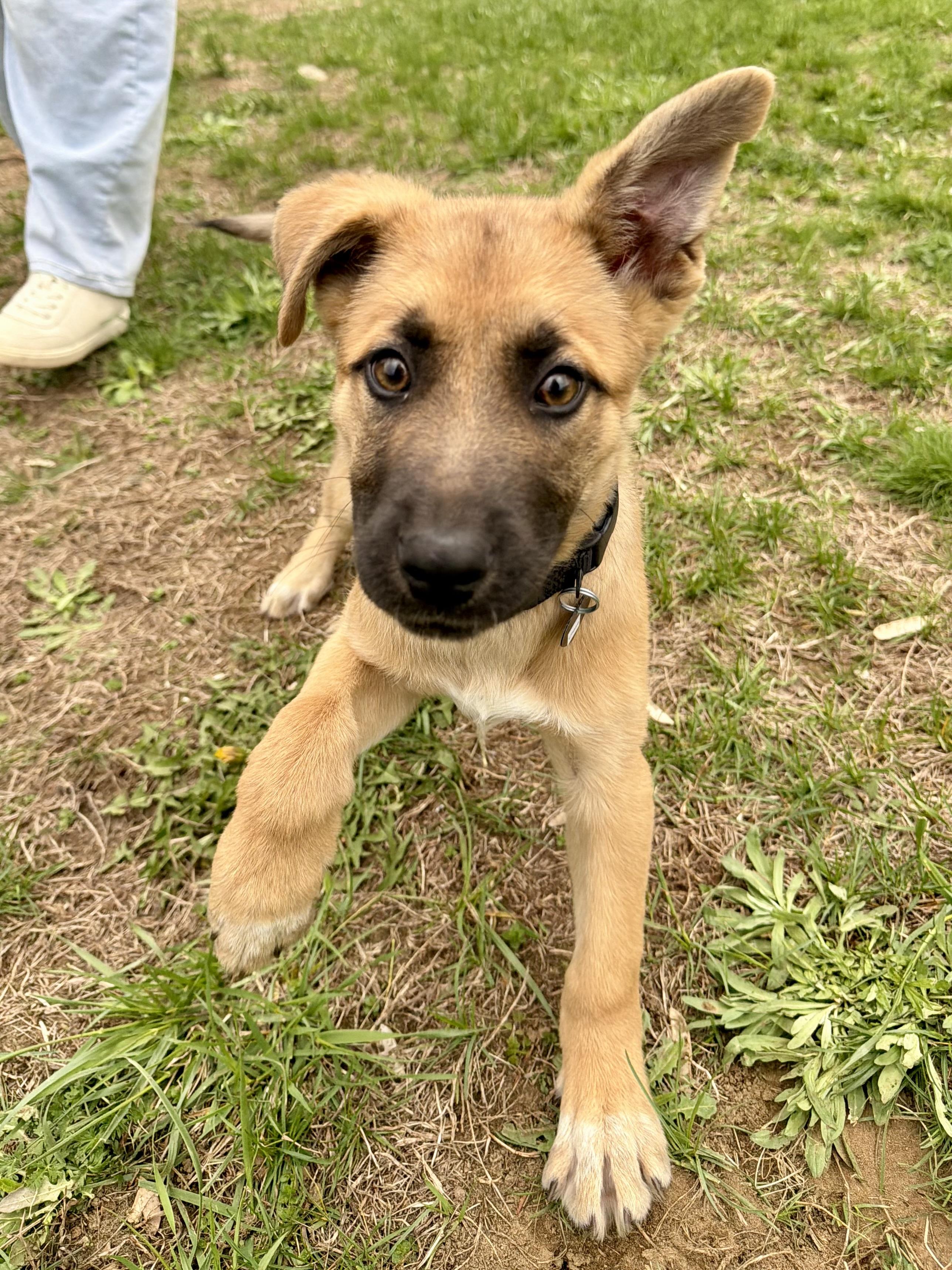Chase, ADOPTABLE, Puppy Male Shepherd.