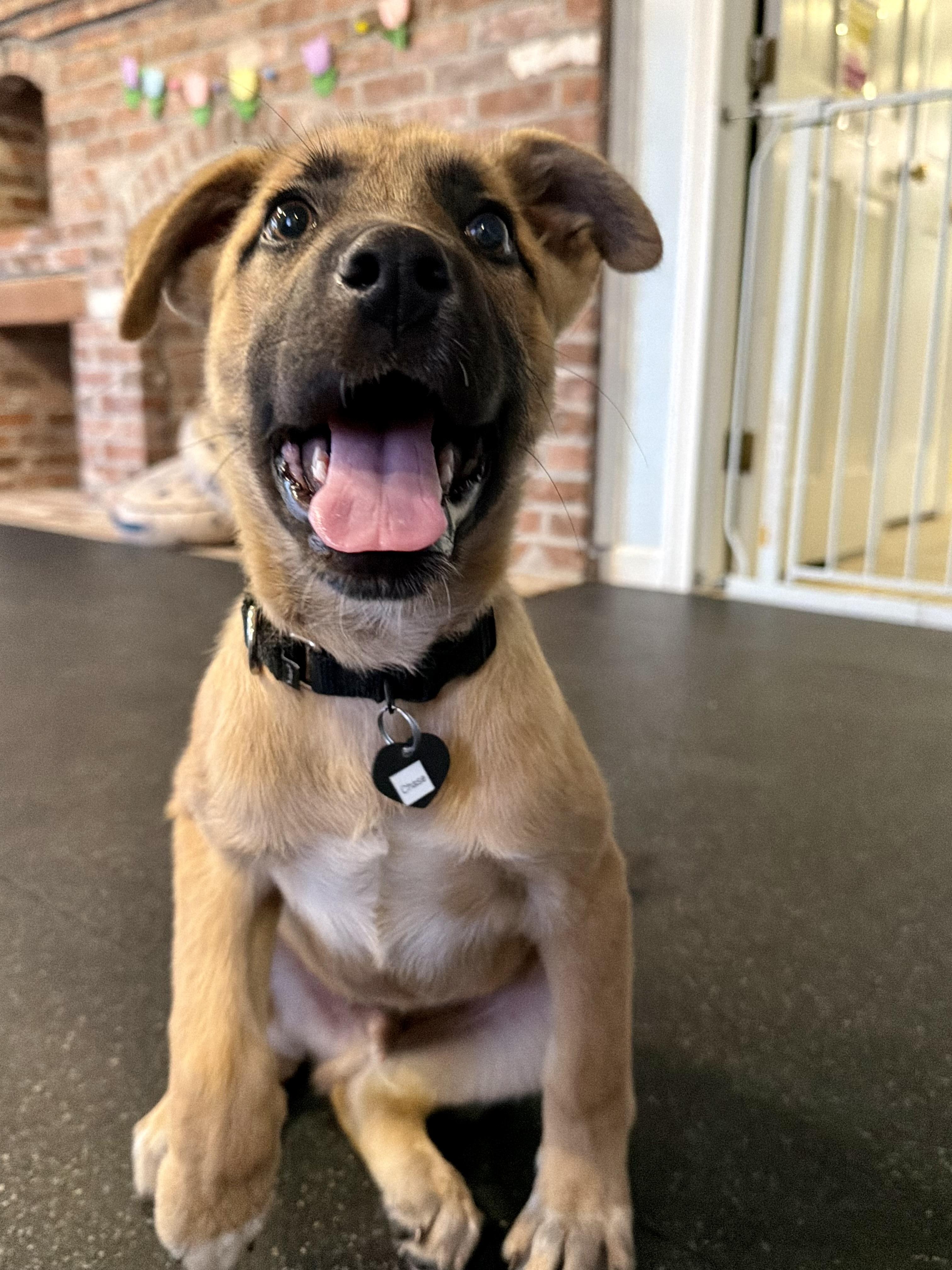 Enlarge Chase, a ADOPTABLE mixed breed in Uxbridge, MA image 2/2
