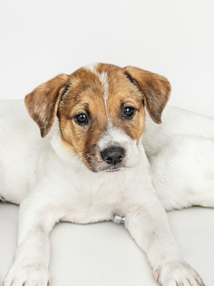 Frisco, Adoptable, Young Female Retriever & Australian Cattle Dog / Blue Heeler.