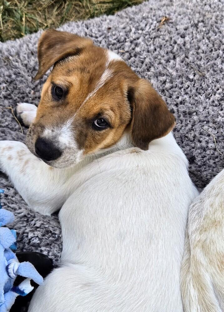 Frisco, a Adoptable mixed breed in Evergreen, CO image 4/6