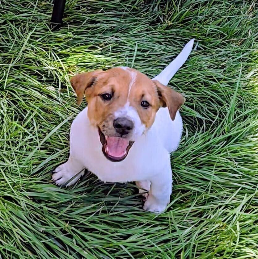 Frisco, a Adoptable mixed breed in Evergreen, CO image 5/6