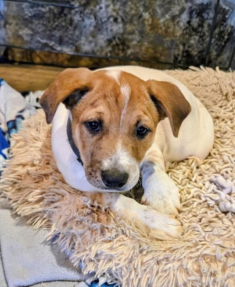 Frisco, a Adoptable mixed breed in Evergreen, CO image 3/6