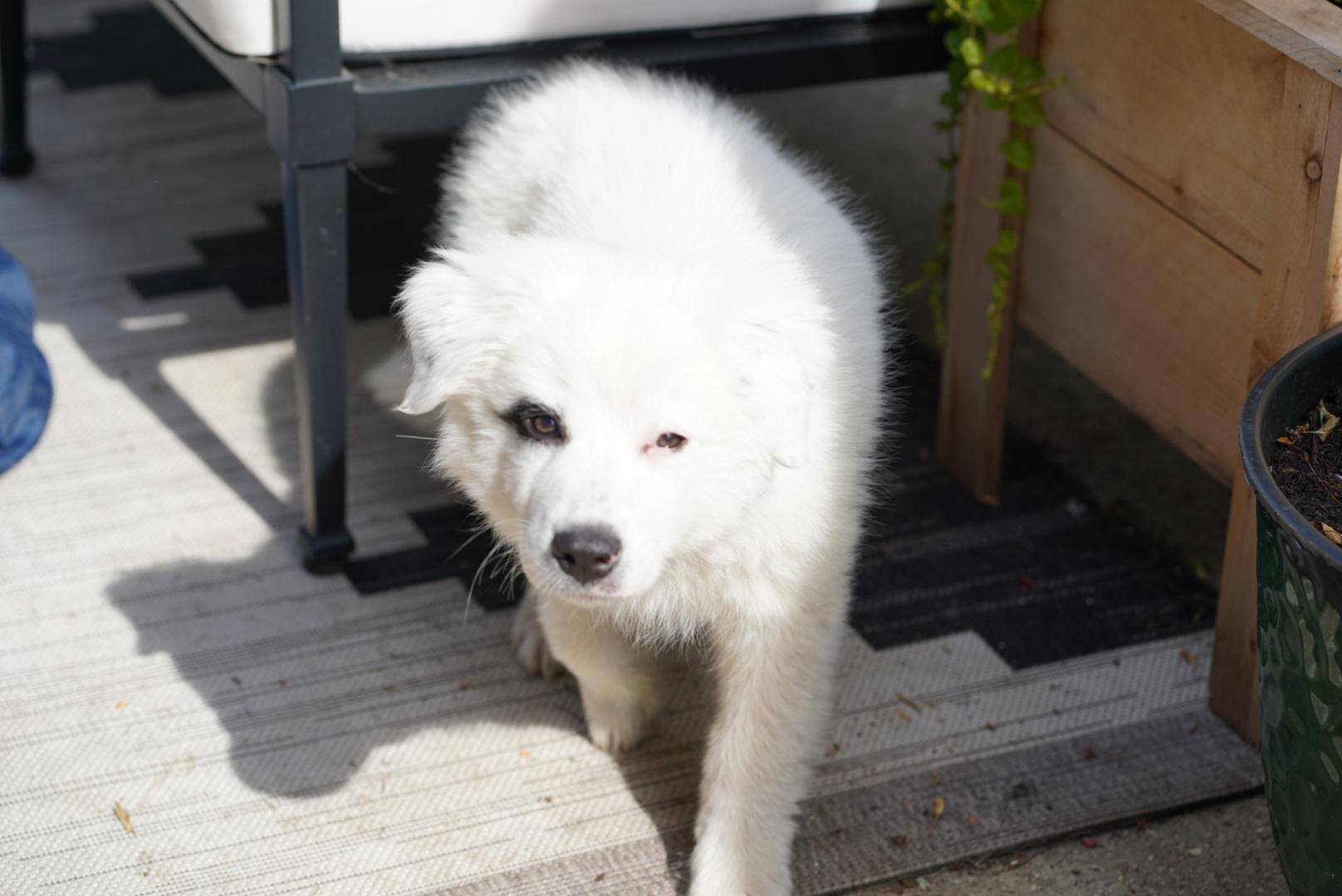Murphy, a ADOPTABLE Mixed Breed in Kenosha, WI image 1/3
