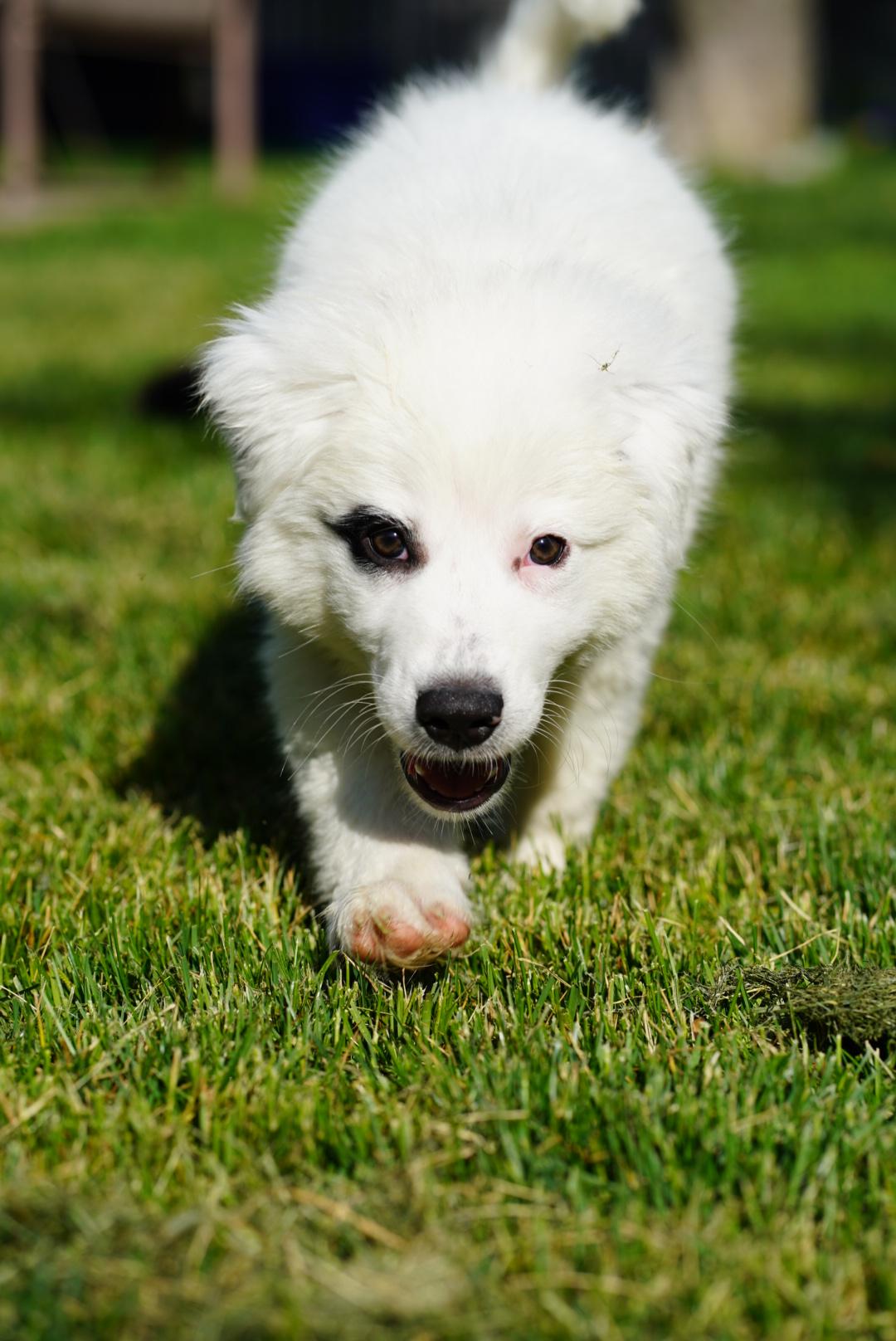 Murphy, a ADOPTABLE Mixed Breed in Kenosha, WI image 2/3