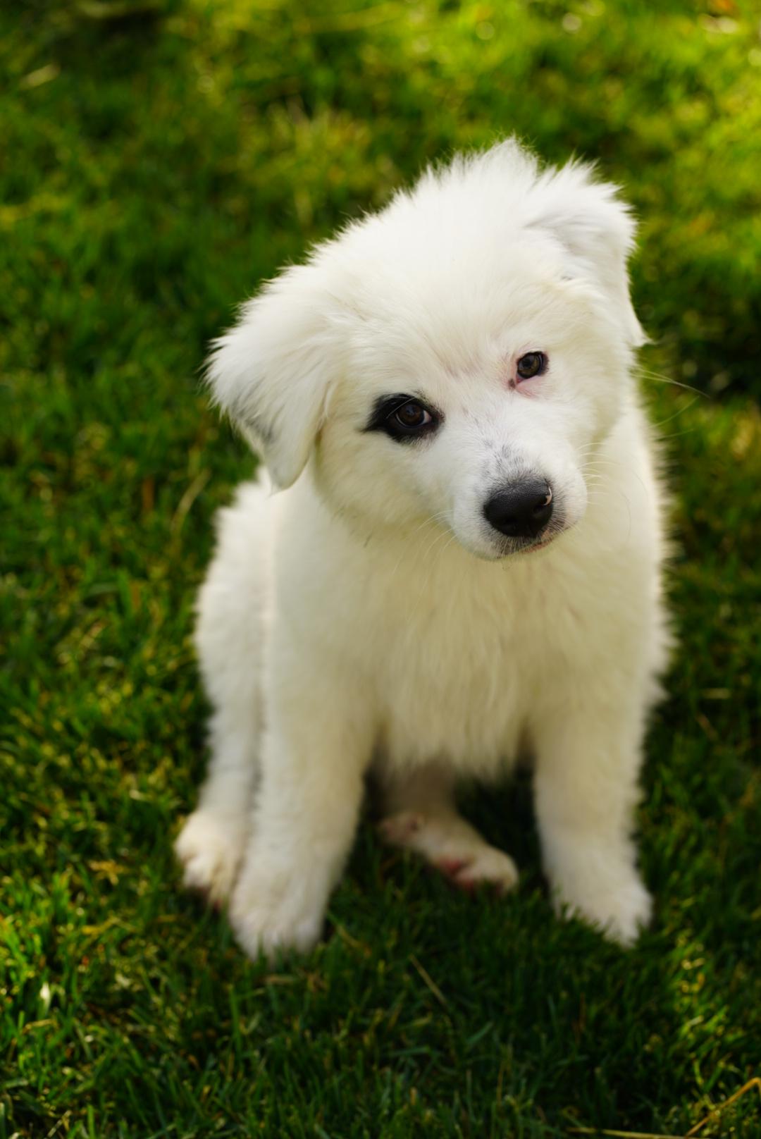 Murphy, a ADOPTABLE Mixed Breed in Kenosha, WI image 3/3