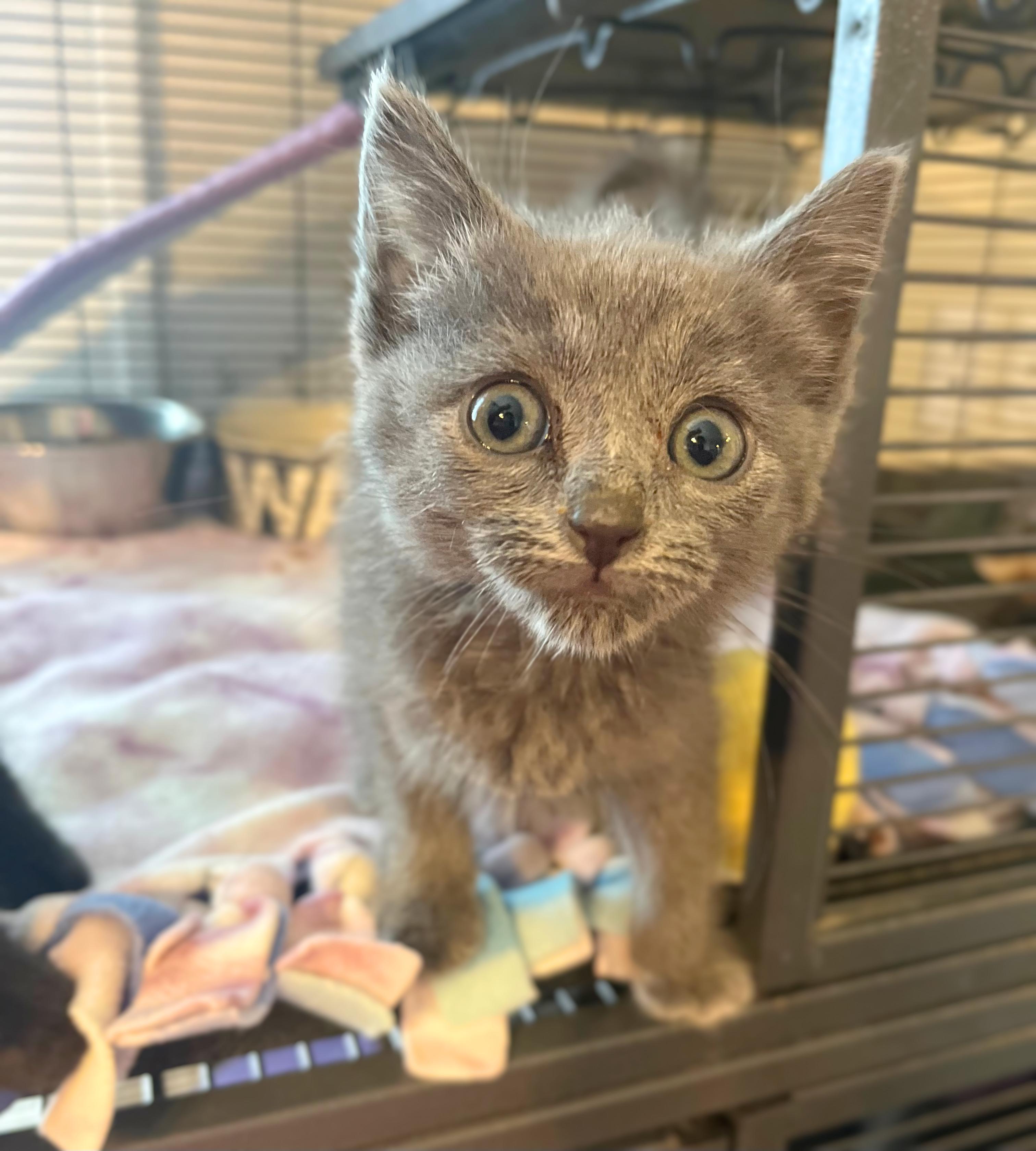 Mossberg, Adopted, Kitten Female Domestic Short Hair.