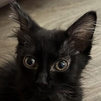 Pounce-A-Lot, Adoptable, Kitten Female Domestic Long Hair & Domestic Short Hair.
