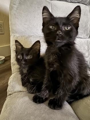 Pounce-A-Lot, Adoptable, Kitten Female Domestic Long Hair & Domestic Short Hair.