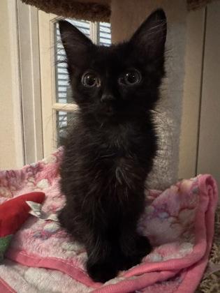 Enlarge Pounce-A-Lot, a Adoptable mixed breed in Pleasanton, CA image 3/3