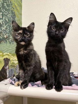 Pounce-A-Lot, a Adoptable mixed breed in Pleasanton, CA image 2/3