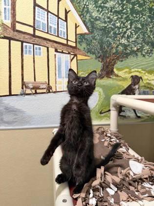 Pounce-A-Lot, a Adoptable mixed breed in Pleasanton, CA image 3/3