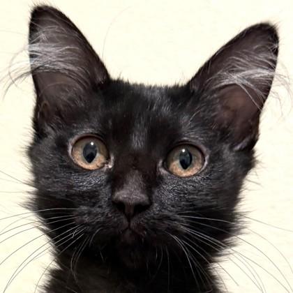 Pounce-A-Lot, Adoptable, Kitten Female Domestic Long Hair & Domestic Short Hair.