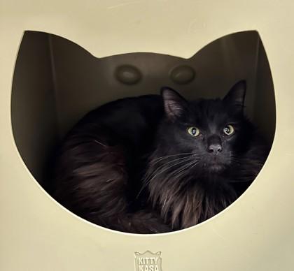 Mosey, Adoptable, Adult Male Domestic Medium Hair & Domestic Short Hair.
