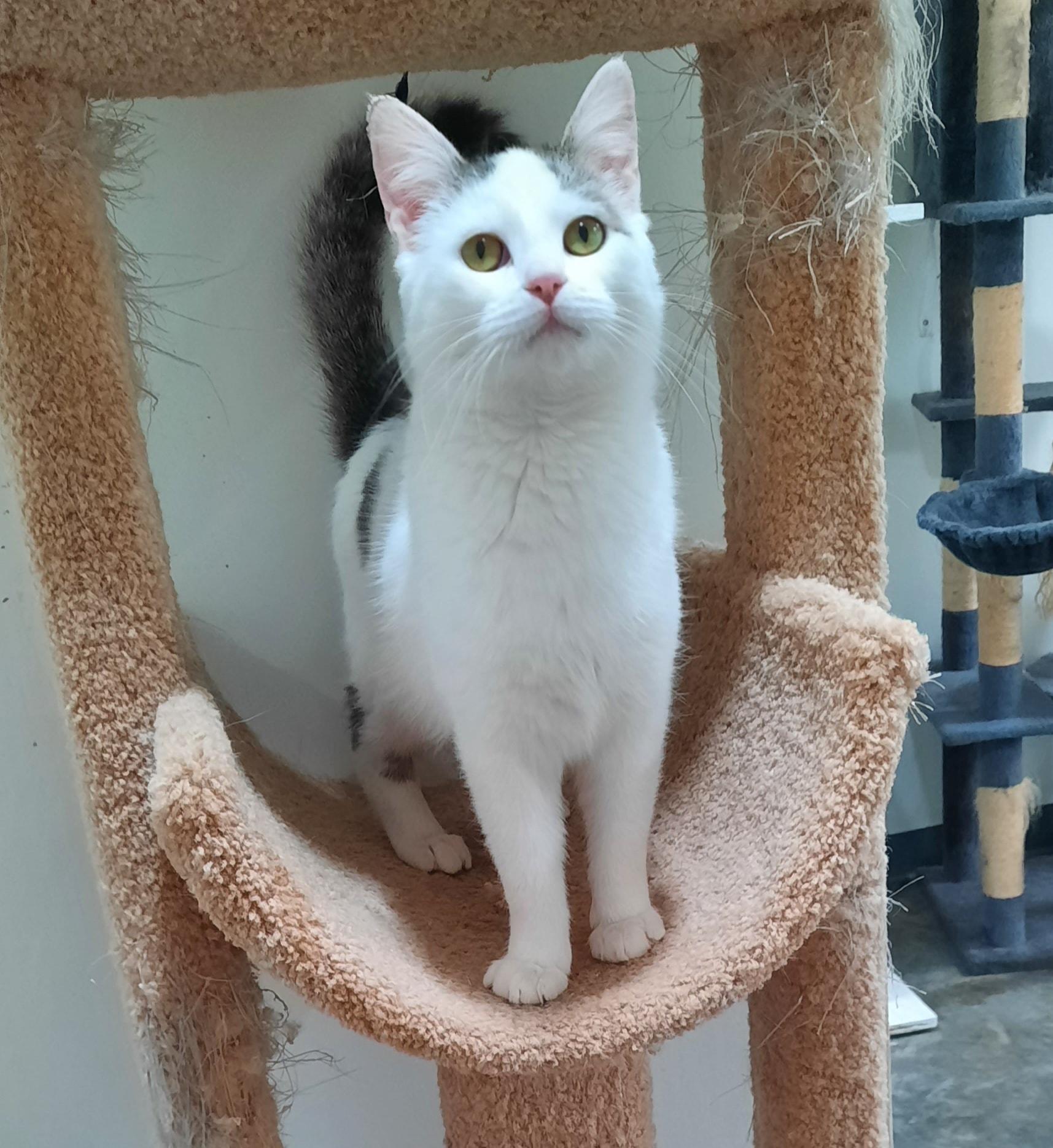 Enlarge Olaf, a ADOPTABLE mixed breed in Metropolis, IL image 2/3