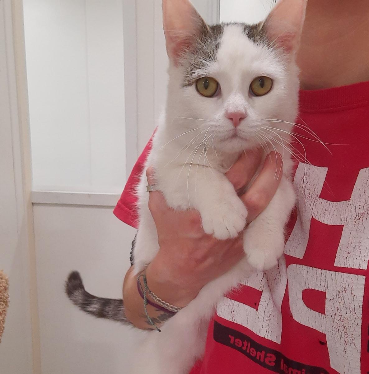 Olaf, ADOPTABLE, Young Male Domestic Short Hair.