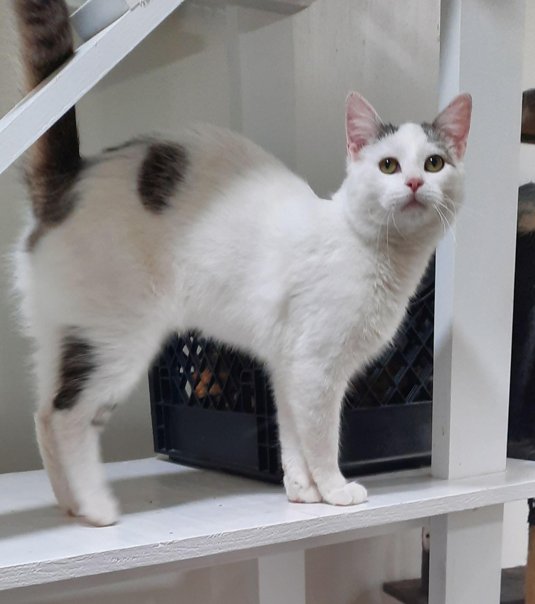 Enlarge Olaf, a ADOPTABLE mixed breed in Metropolis, IL image 3/3