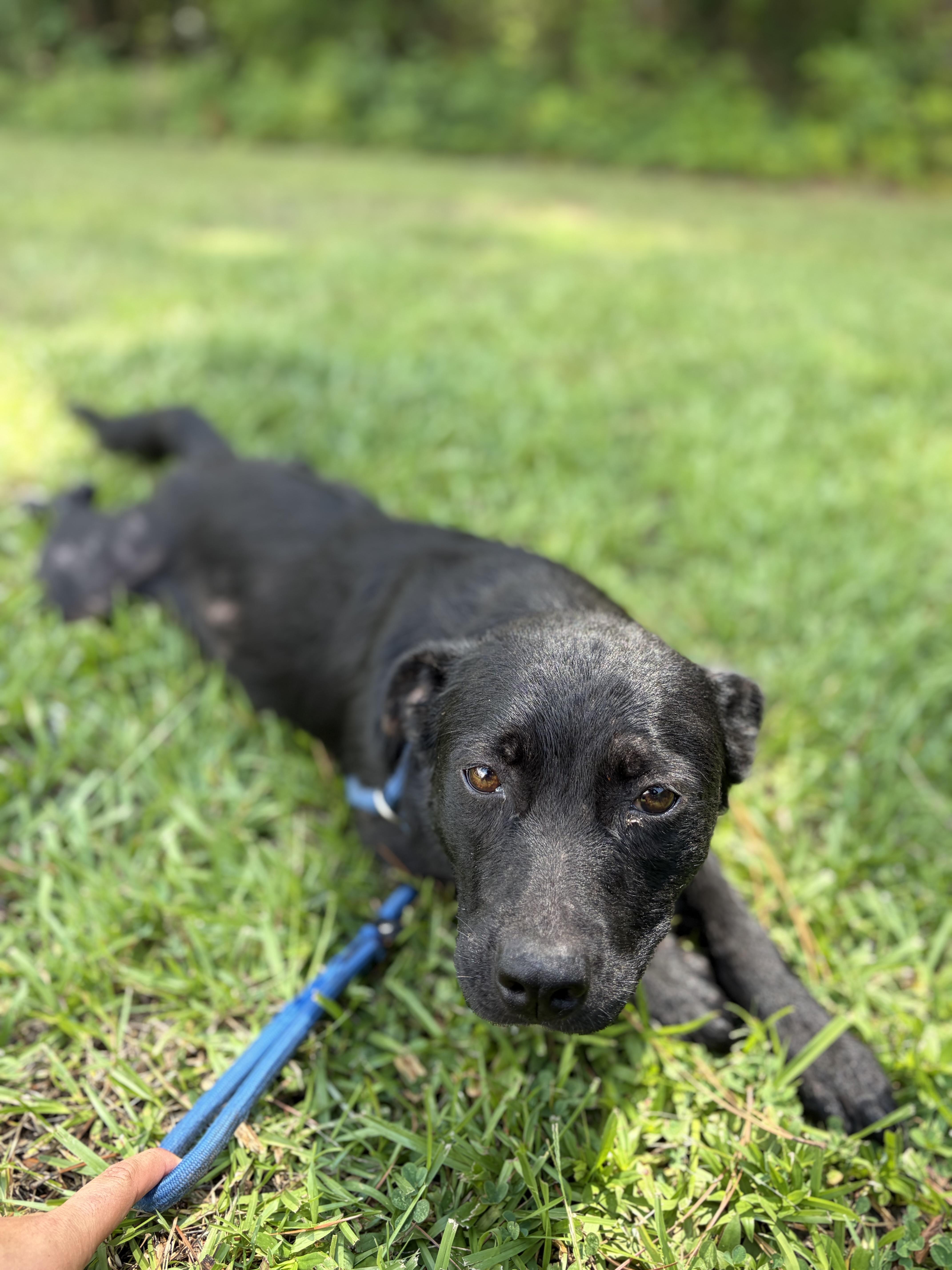Homer, a ADOPTABLE Mixed Breed in Winnsboro, SC image 5/5