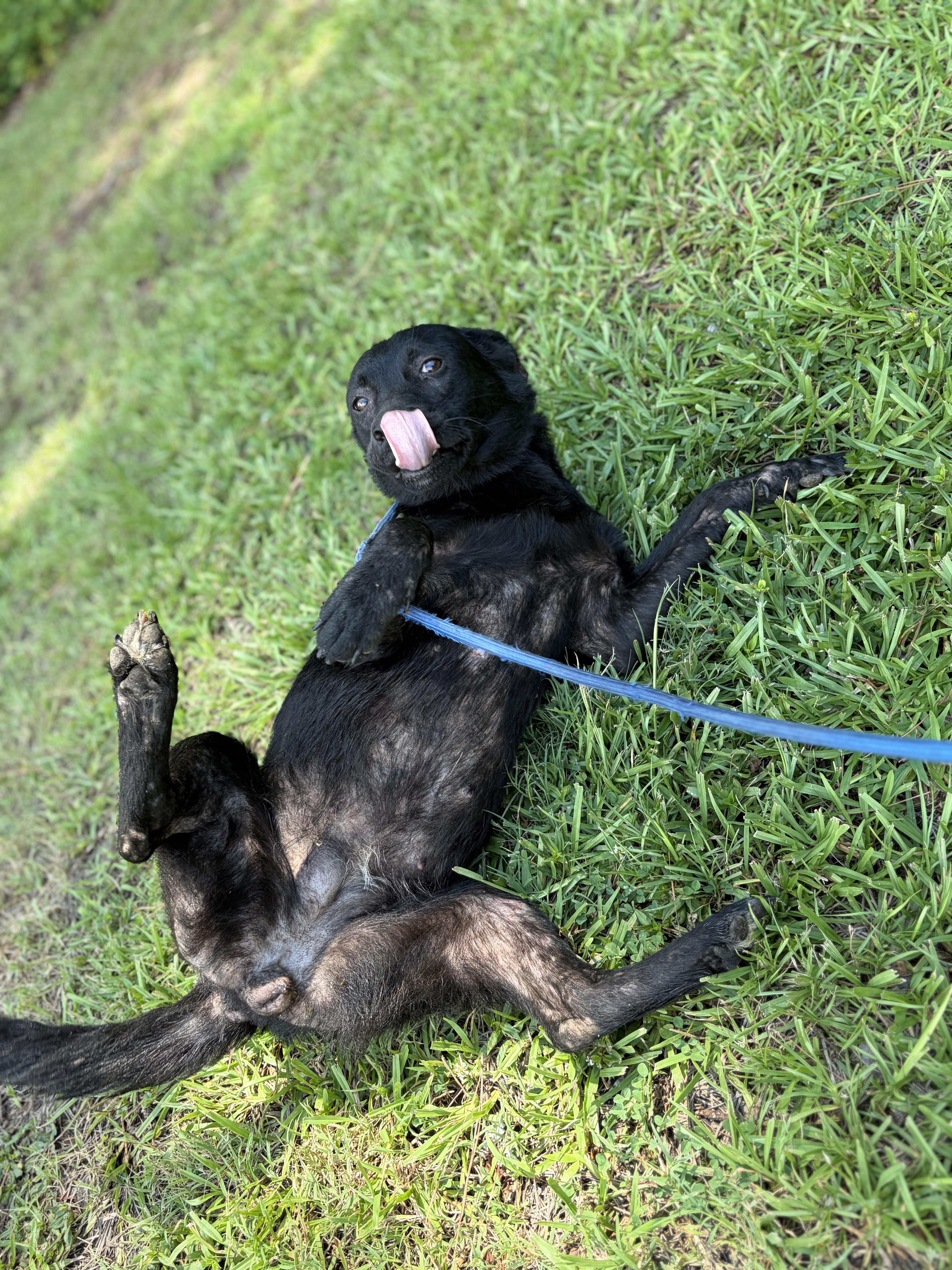 Homer, a ADOPTABLE Mixed Breed in Winnsboro, SC image 4/5