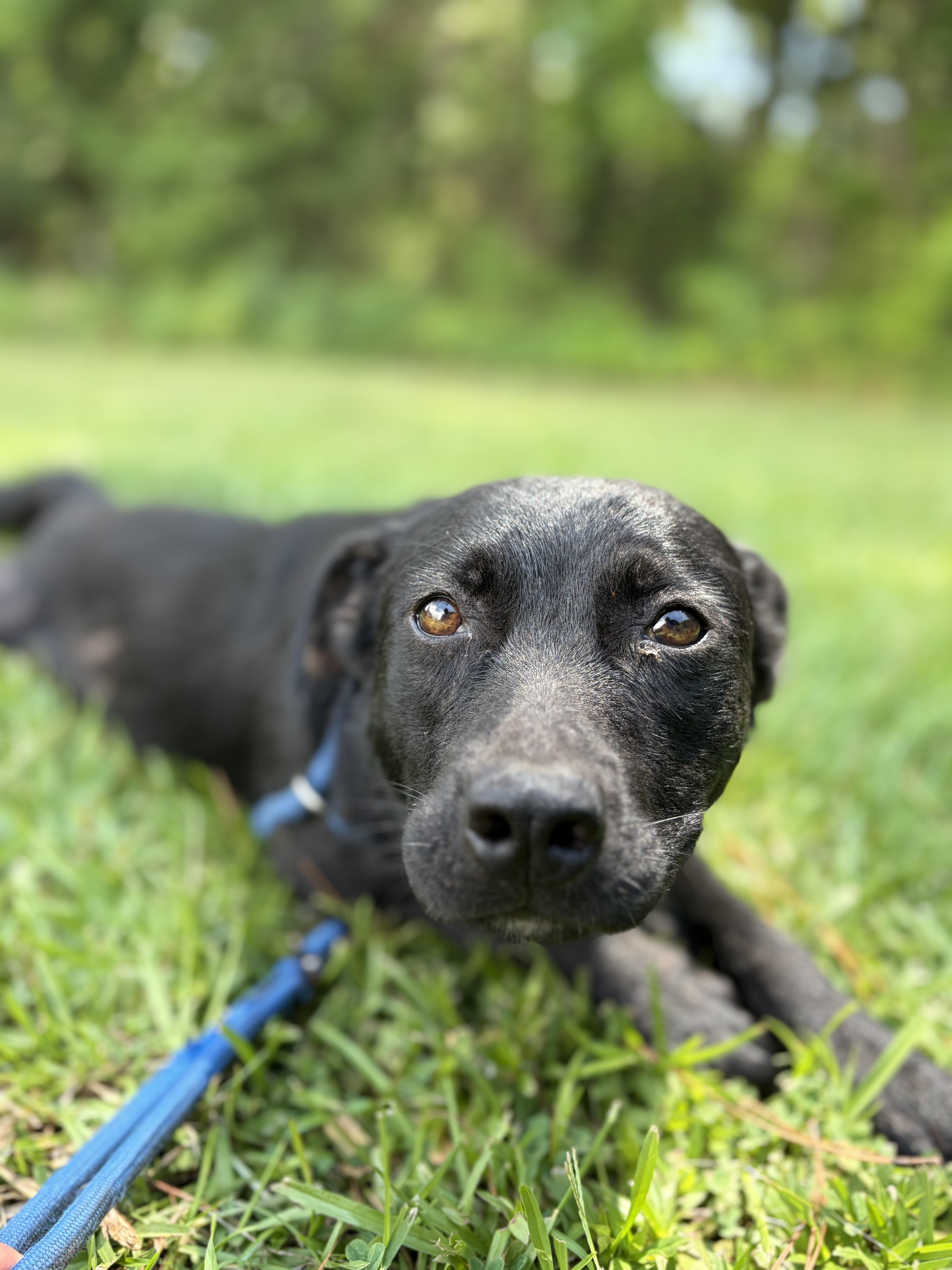 Homer, a ADOPTABLE Mixed Breed in Winnsboro, SC image 2/5