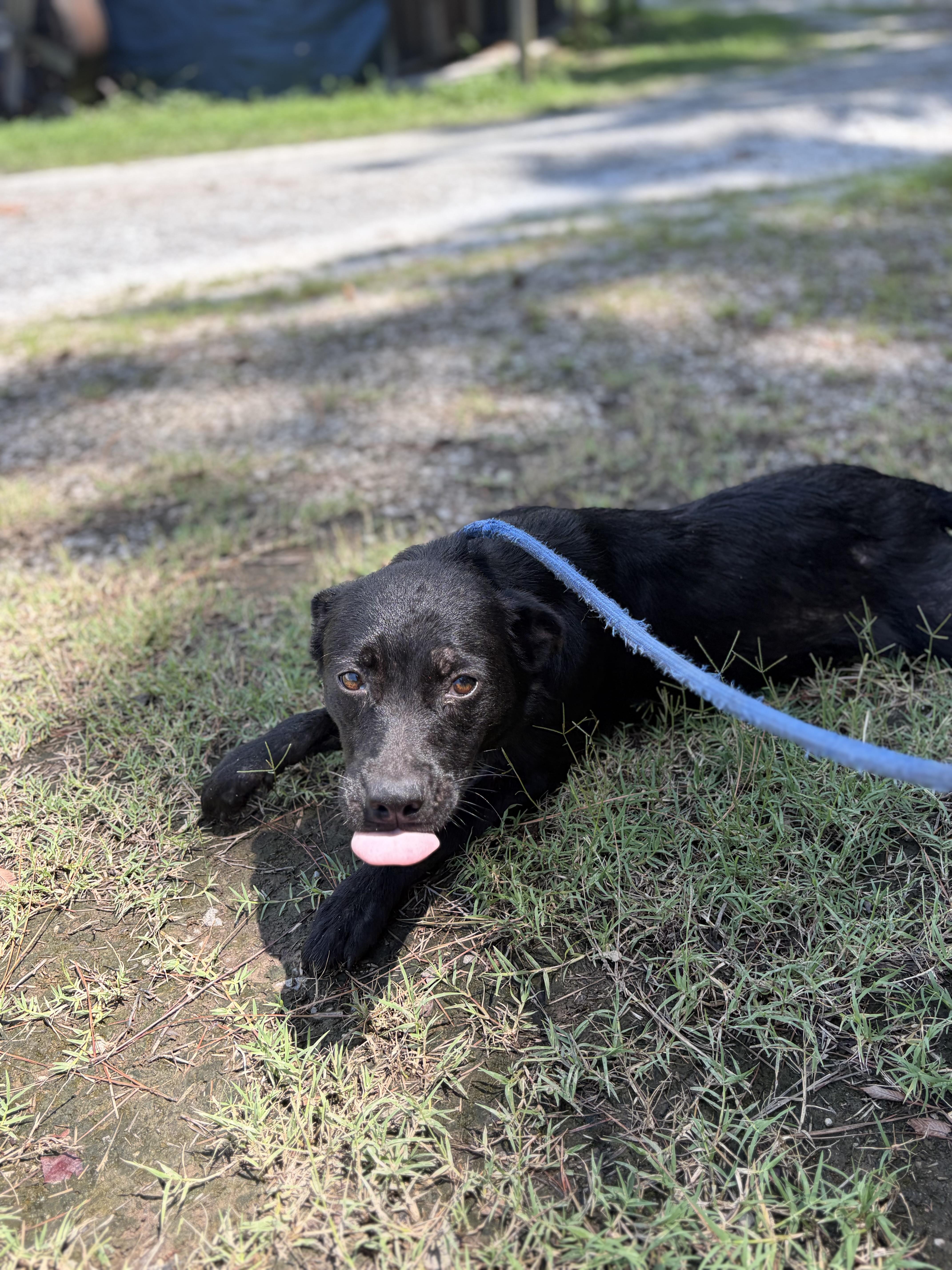 Homer, a ADOPTABLE Mixed Breed in Winnsboro, SC image 3/5