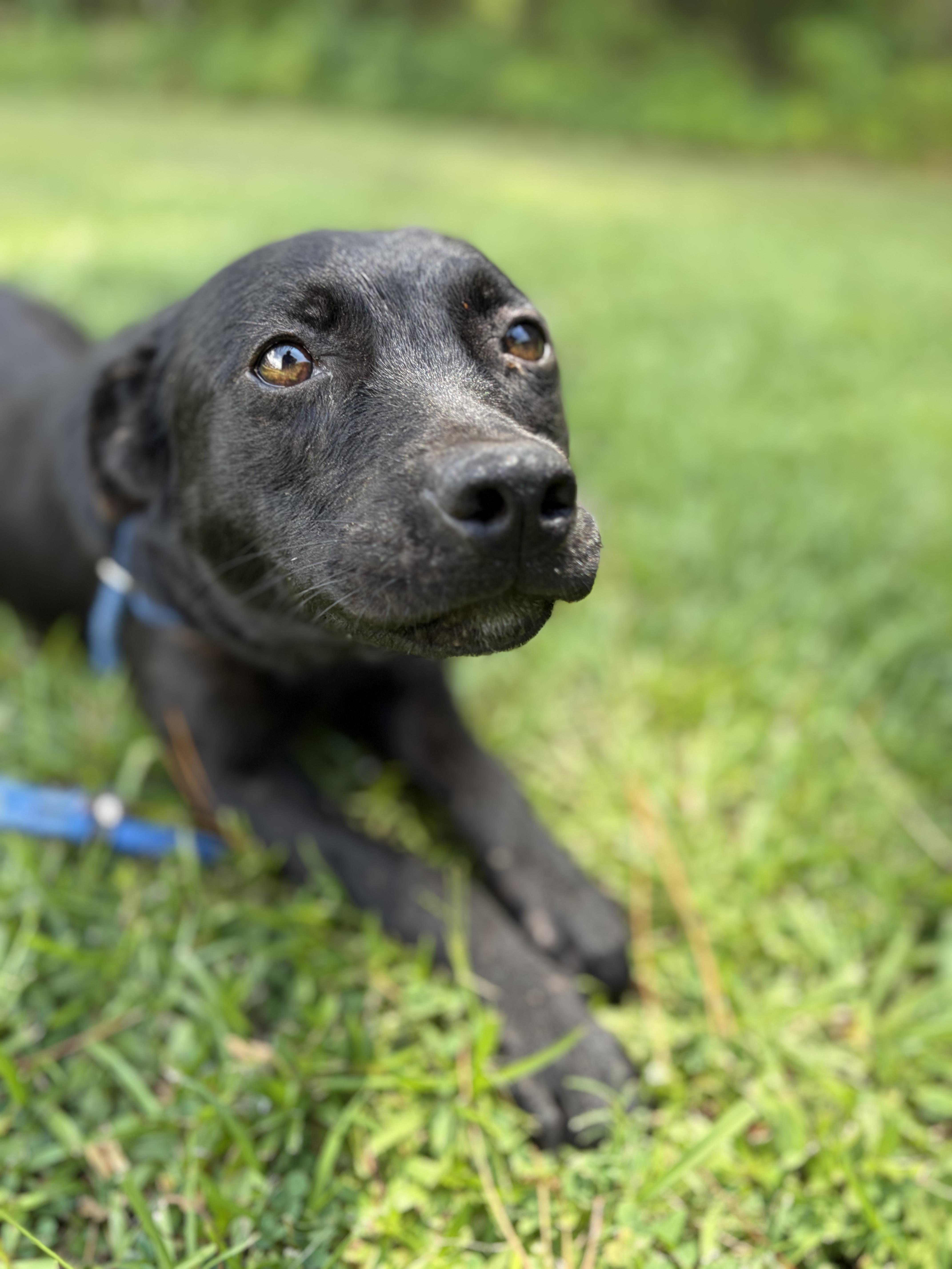 Homer, a ADOPTABLE Mixed Breed in Winnsboro, SC image 1/5