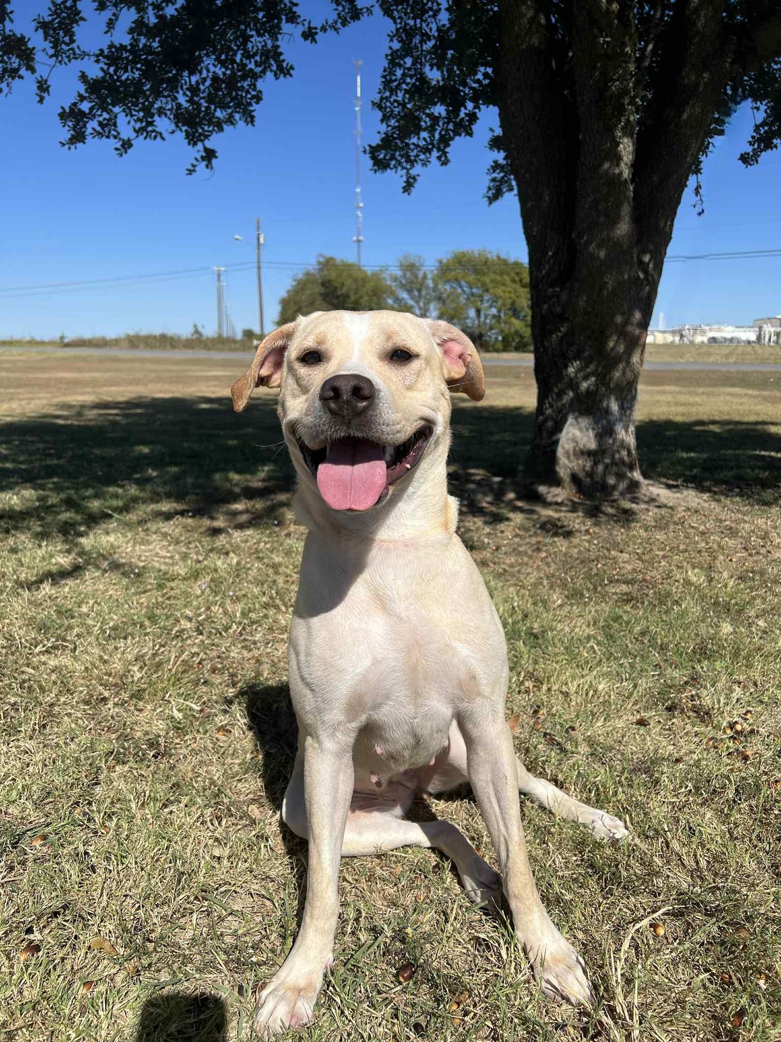 Enlarge Java, a Adoptable mixed breed in Cleburne, TX image 2/4