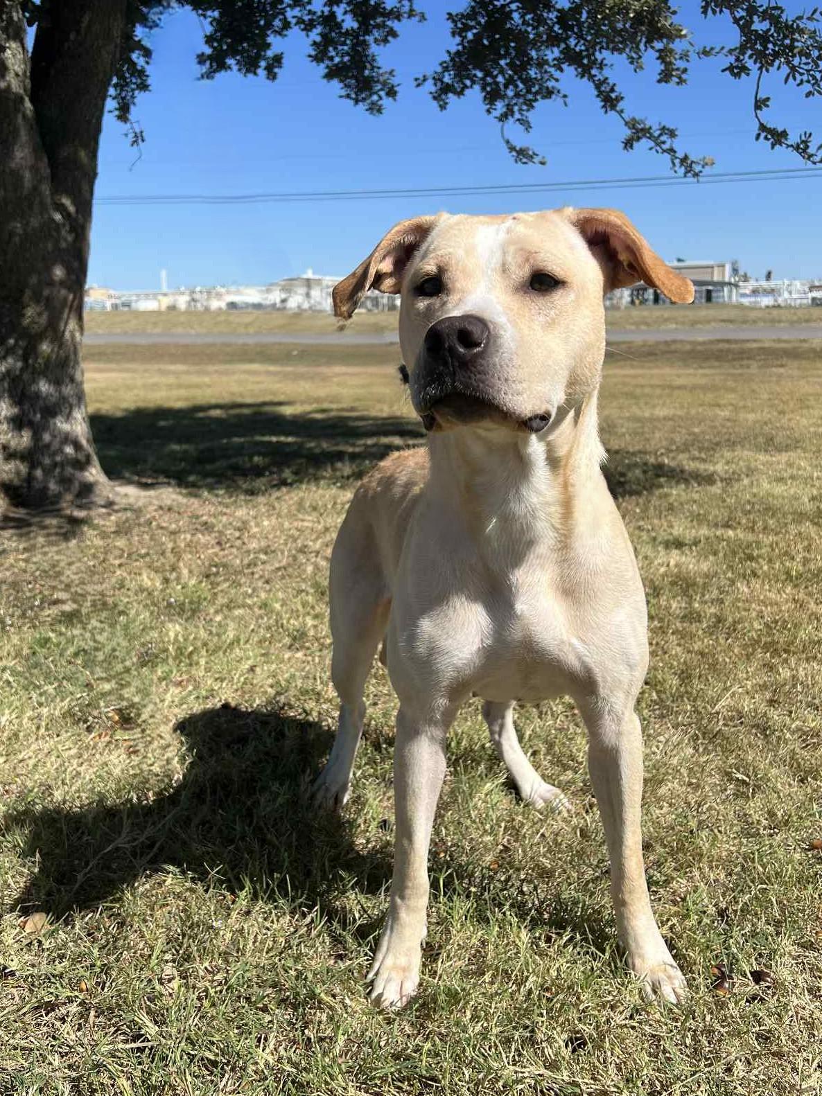 Enlarge Java, a Adoptable mixed breed in Cleburne, TX image 3/4