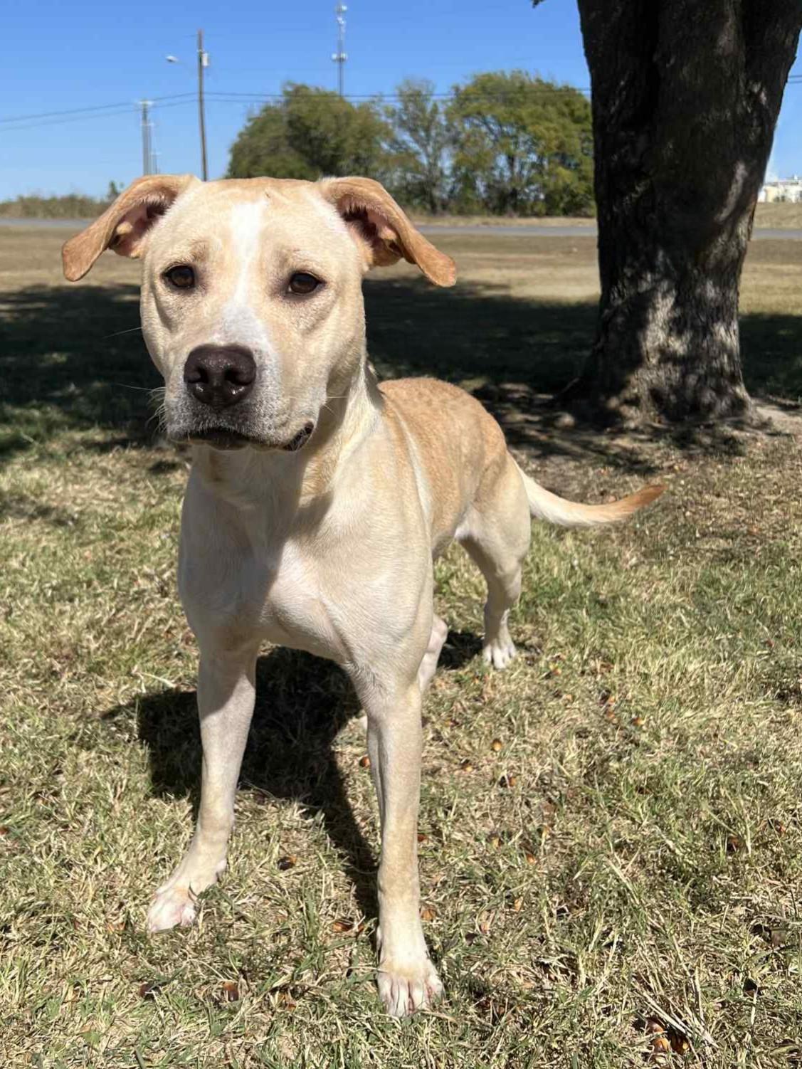 Enlarge Java, a Adoptable mixed breed in Cleburne, TX image 4/4