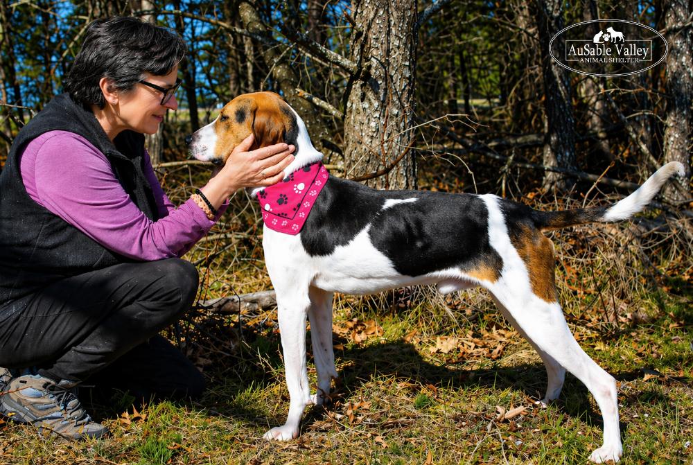 Enlarge Kellogg, a ADOPTABLE mixed breed in Grayling, MI image 3/6