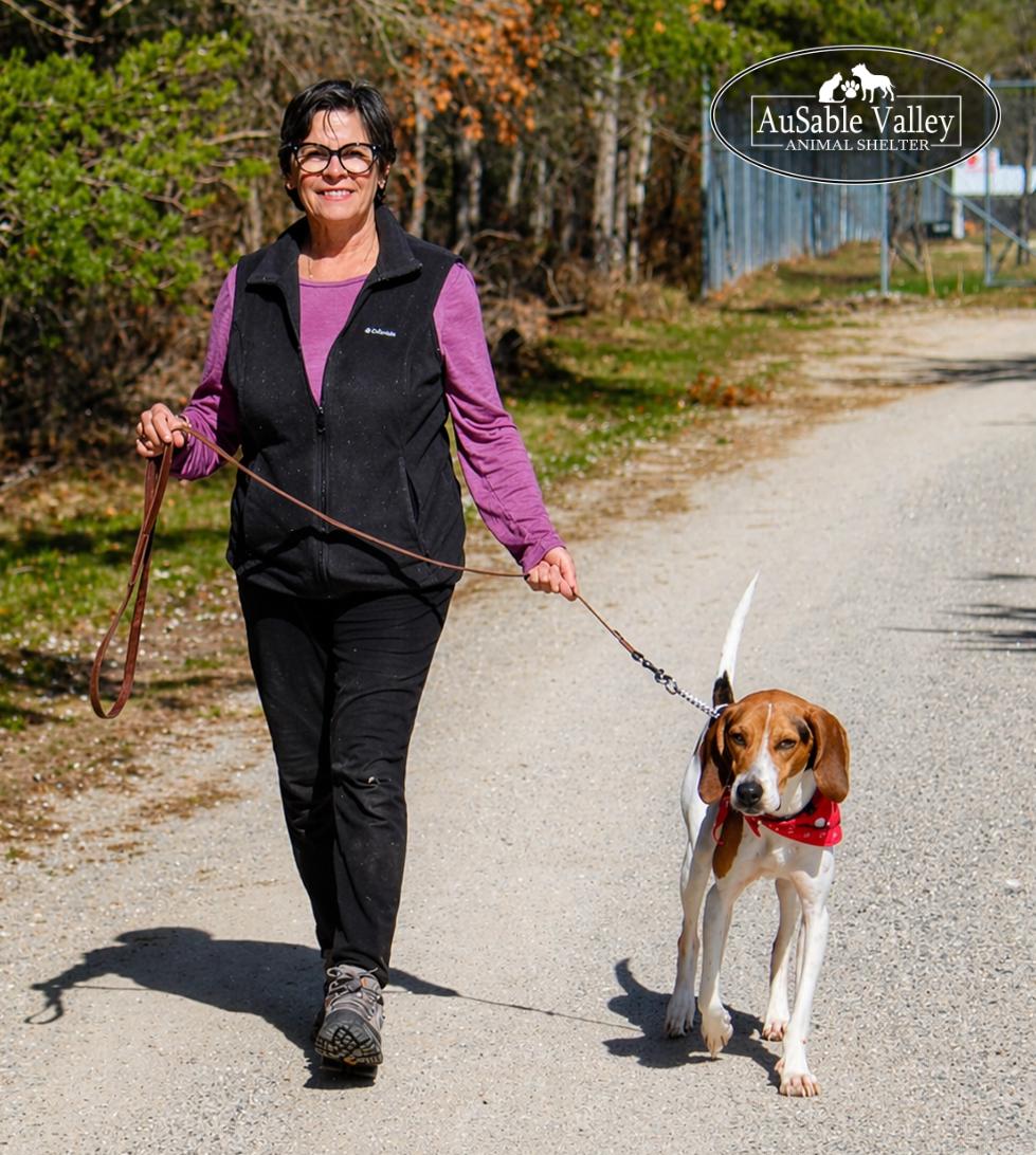 Enlarge Kellogg, a ADOPTABLE mixed breed in Grayling, MI image 5/6