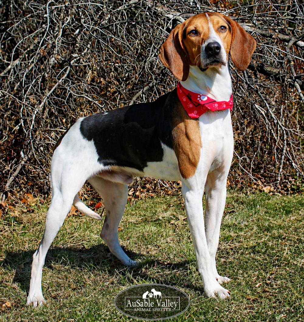 Kellogg, ADOPTABLE, Adult Male Treeing Walker Coonhound & Foxhound.