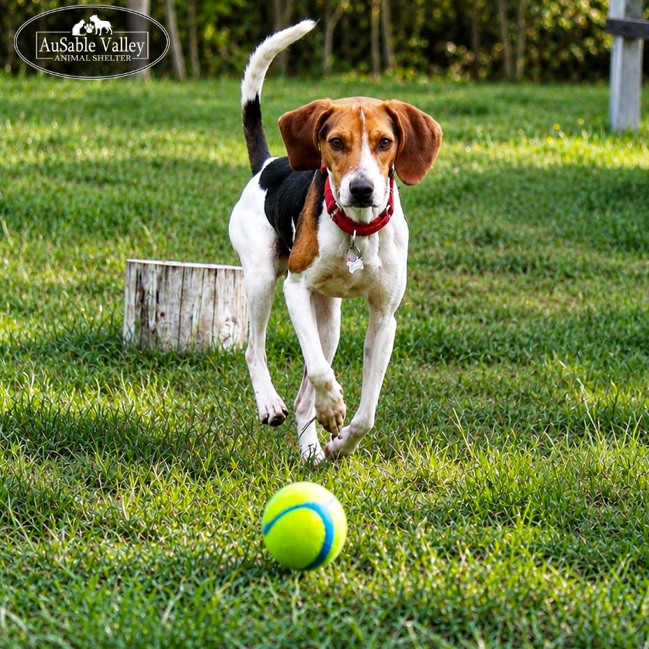 Kellogg, a ADOPTABLE mixed breed in Grayling, MI image 6/6