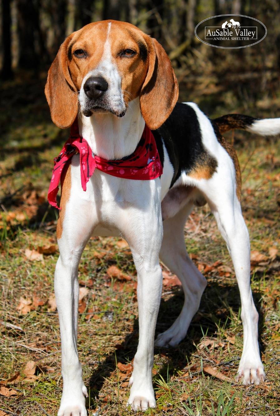 Enlarge Kellogg, a ADOPTABLE mixed breed in Grayling, MI image 2/6