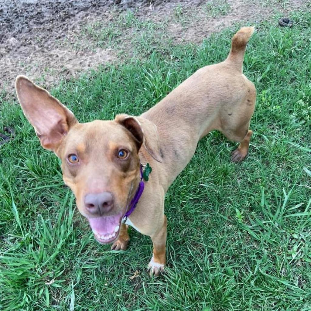Enlarge Flip, a Adoptable Mixed Breed in Natchitoches, LA image 1/1