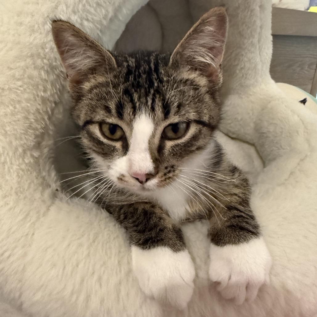 Enlarge Onyx, a Adoptable Domestic Short Hair in Bismarck, ND image 1/2